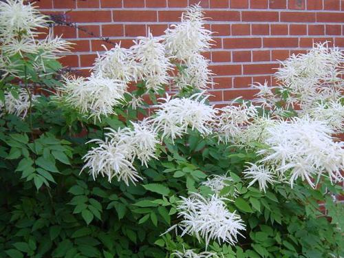 Photos Aruncus dioicus - Bride