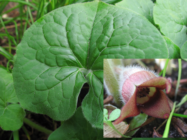 Photos Asarum canadense - 