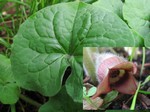 Photos Asarum canadense