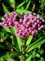 Photos Asclepias incarnata