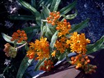 Photos Asclepias tuberosa