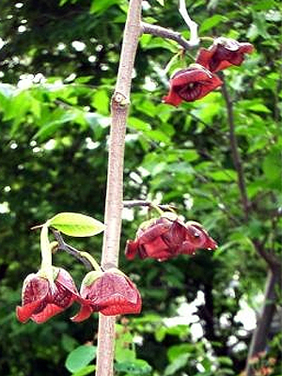 Photos Asimina triloba - Pawpaw