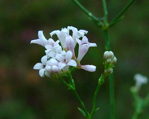Photos Asperula cynanchica - 
