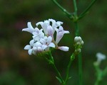Photos Asperula cynanchica