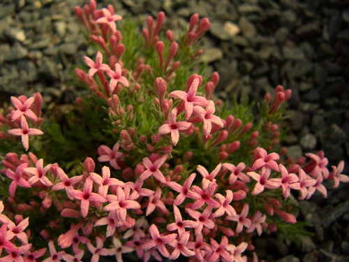 Photos Asperula daphnefolia - 