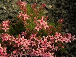 Photos Asperula daphnefolia