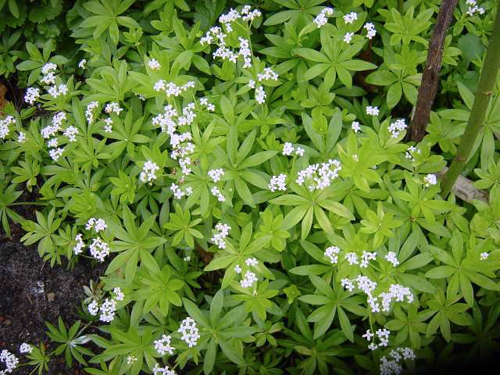 garden - Asperula odorata garden - Asperula odorata