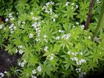 Photos Asperula odorata