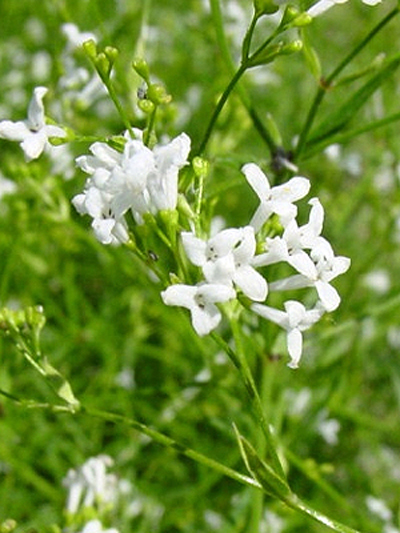 Photos Asperula tinctoria - 