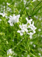 Photos Asperula tinctoria