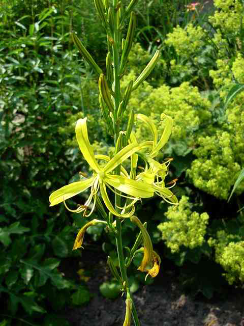 Photos Asphodeline lutea - 