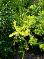 Asphodeline lutea - Mittelmeer-Junker-Lilie