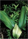 Aspidistra elatior