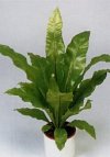 Asplenium nidus