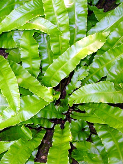 Photos Asplenium scolopendrium - Maidenhair spleenwort
