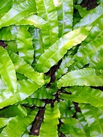 Photos Asplenium scolopendrium