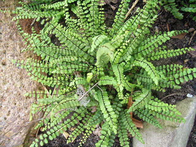Photos Asplenium trichomanes - Maidenhair spleenwort