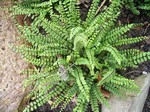 Photos Asplenium trichomanes