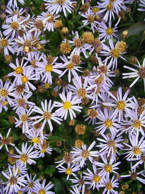 Photos Aster ageratoides var. ovatus f. yezoensis - Aster