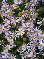 Photos Aster ageratoides var. ovatus f. yezoensis