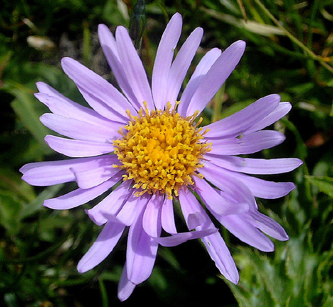 Photos Aster alpinus - Alpine aster