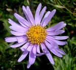 Photos Aster alpinus