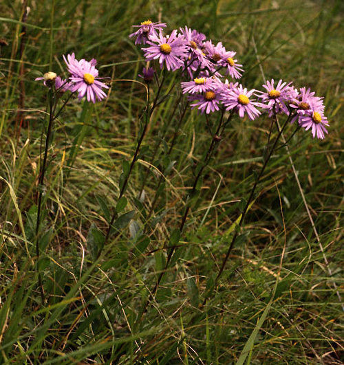 Photos Aster biflora - Aster