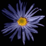 Photos Aster amellus