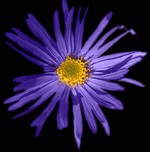 Photos Aster amellus