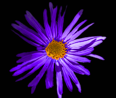 Photos Aster amellus - Italian aster