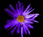 Photos Aster amellus