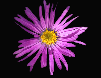 Photos Aster amellus - Italian aster