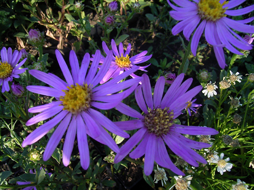 Photos Aster amellus - Italian aster