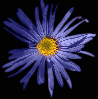 Photos Aster amellus - Italian aster