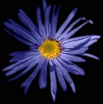 Photos Aster amellus