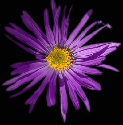 Photos Aster amellus - Italian aster