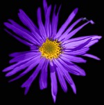 Photos Aster amellus
