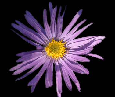 Photos Aster amellus - Italian aster