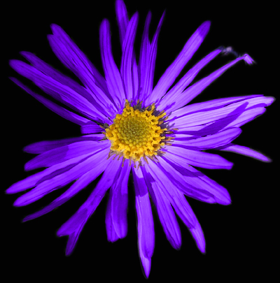Fotos Aster amellus - 