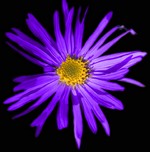 Photos Aster amellus