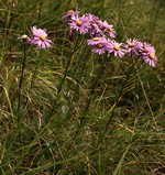 Photos Aster biflora