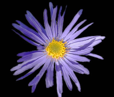 Photos Aster amellus - Italian aster