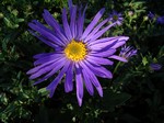 Photos Aster amellus