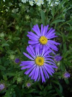Photos Aster amellus