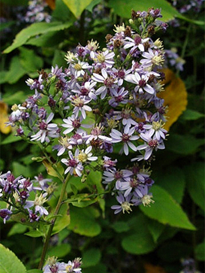 Photos Aster divaricatus - Aster