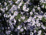 Photos Aster cordifolius