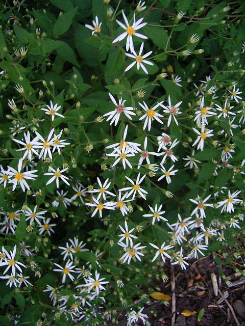 Photos Aster dumosus - 