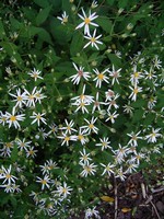 Photos Aster dumosus