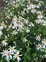 Photos Aster diffusus