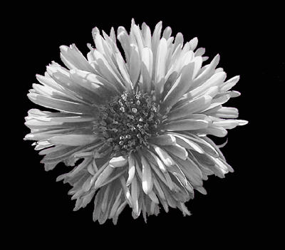 Photos Aster dumosus - Aster